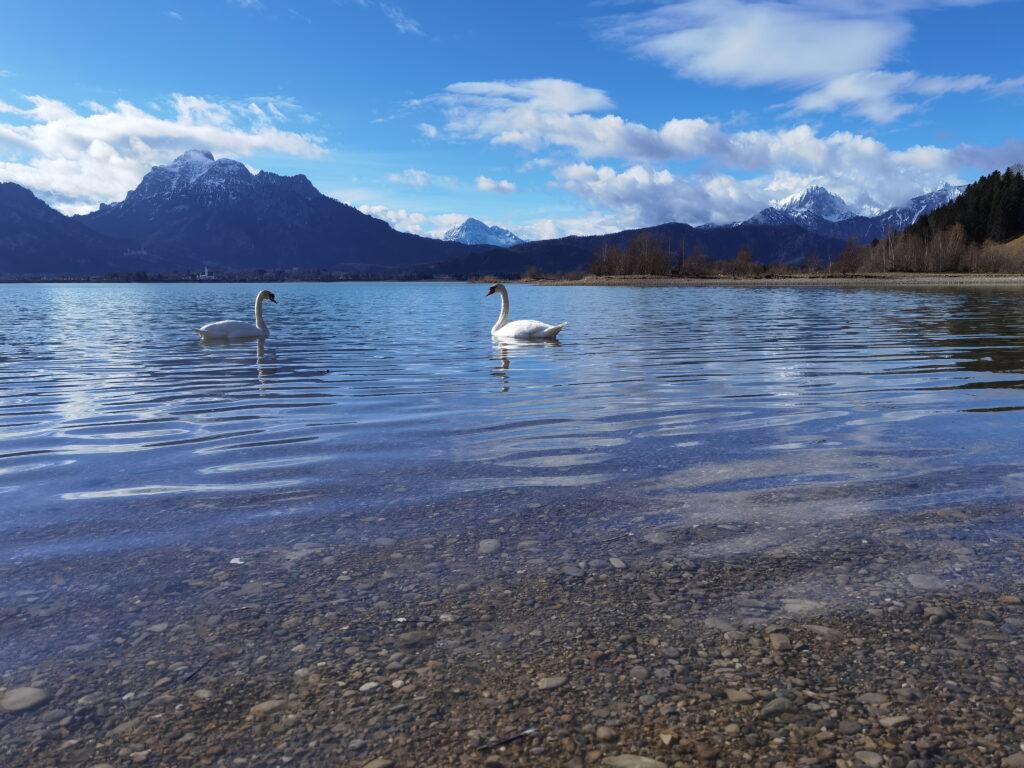 Auf dem Forggensee-Rundweg kannst du die herrliche Natur entdecken